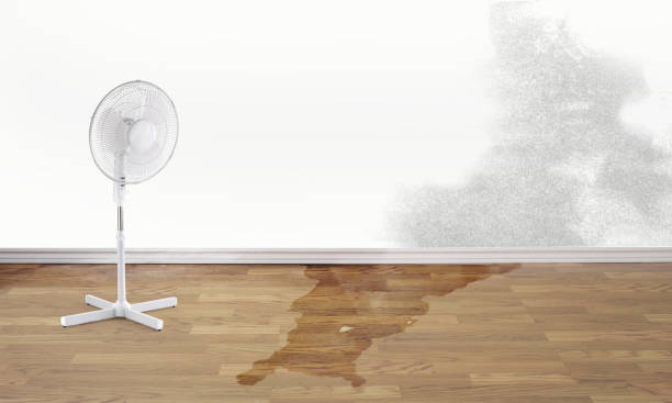 Best Local water damage restoration  in Cottage Lake, WA