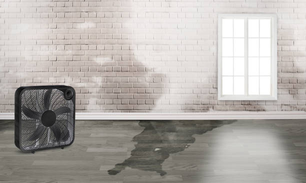 Best Carpet water damage restoration  in Cottage Lake, WA